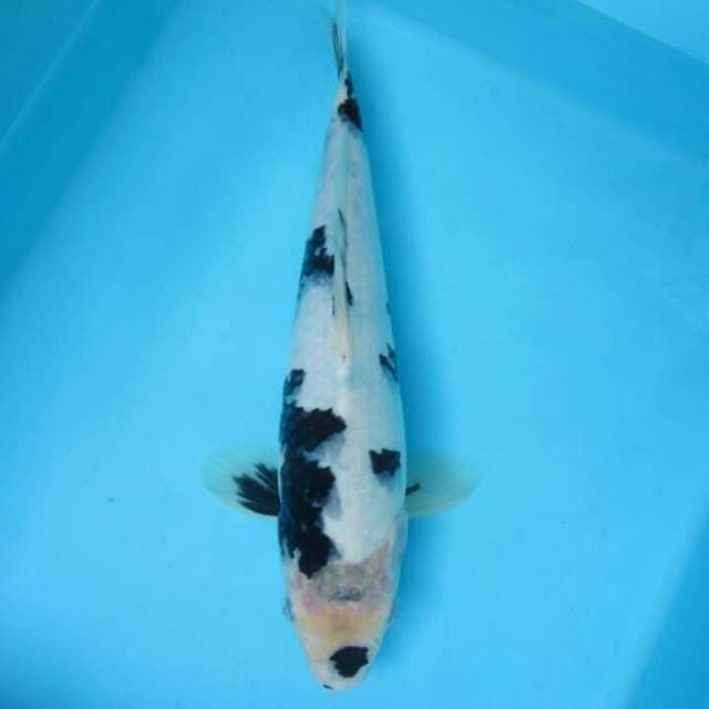 Shiro 31cm