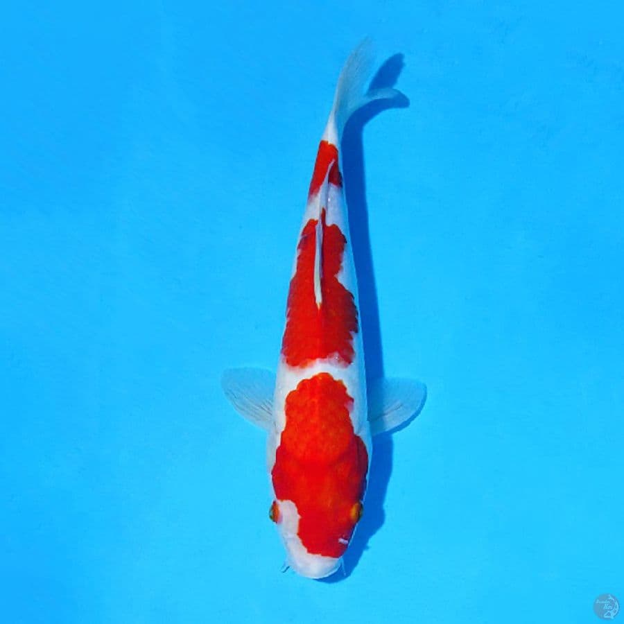 F30CM KOHAKU 3 STEP ORIGINAL