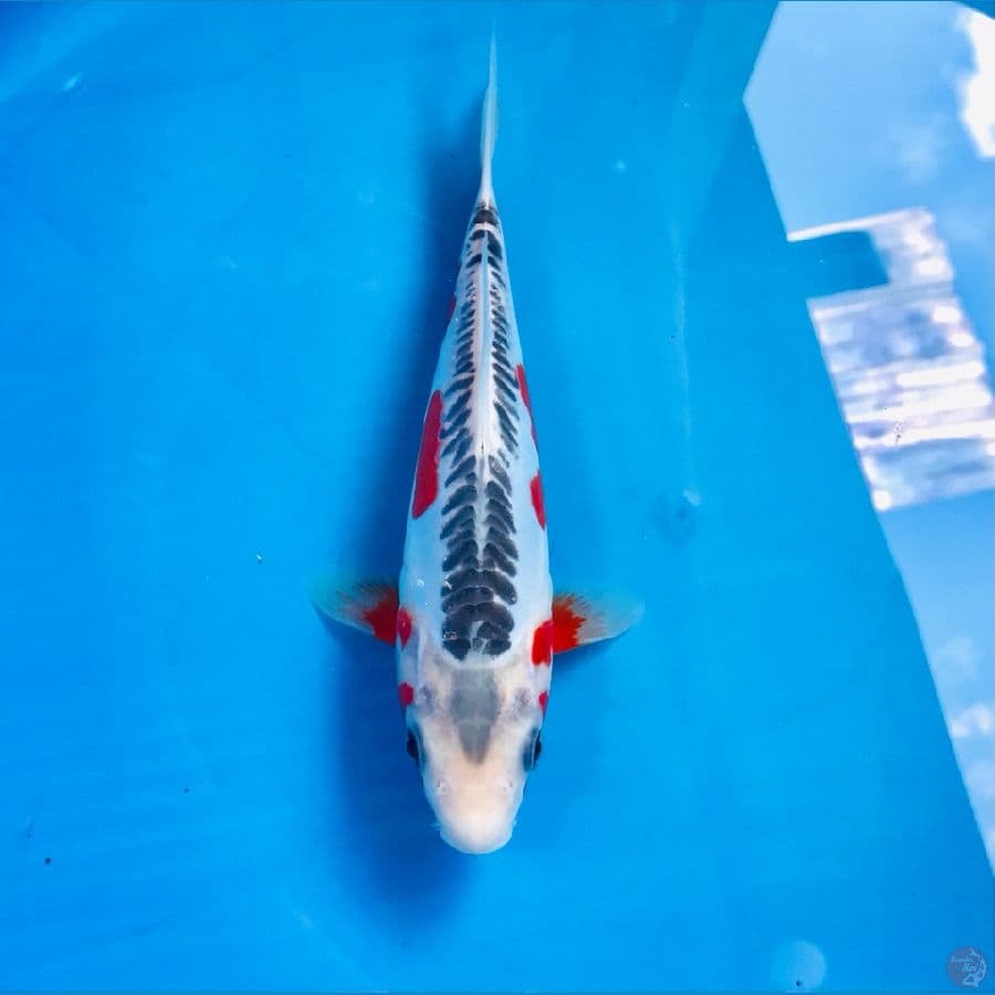 shusui 23cm