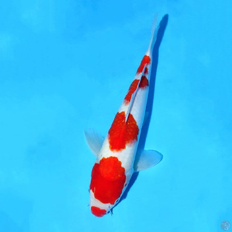 F30CM KOHAKU KUCIBENI