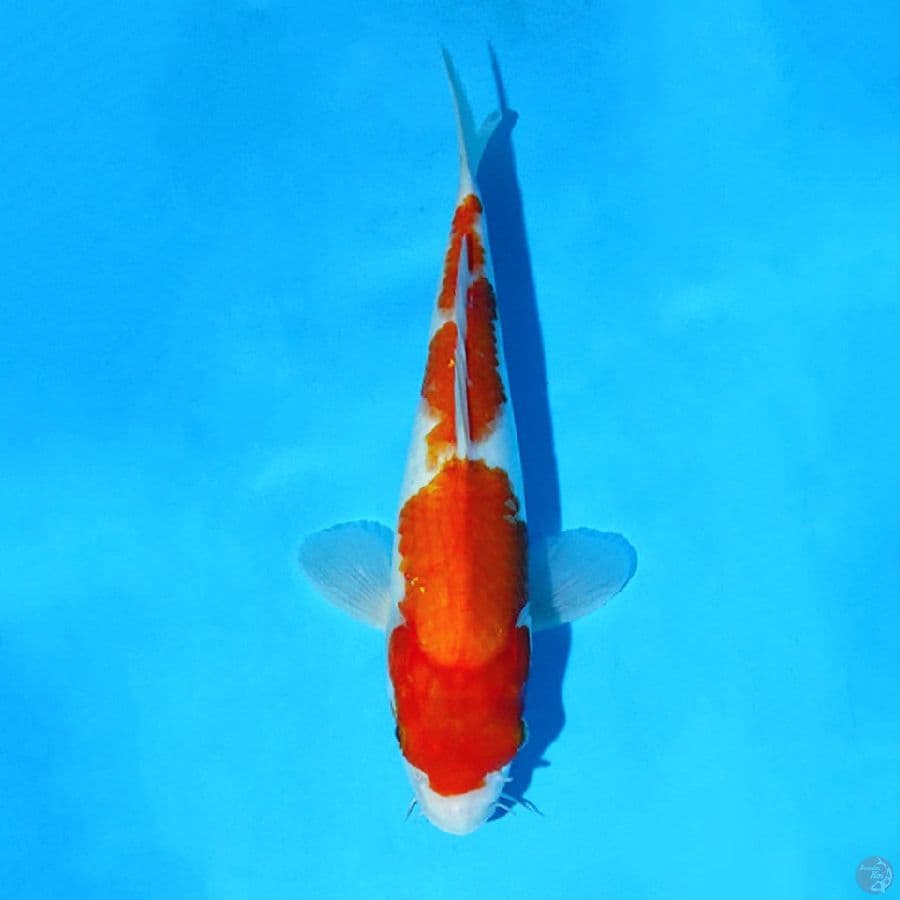 F30CM KOHAKU