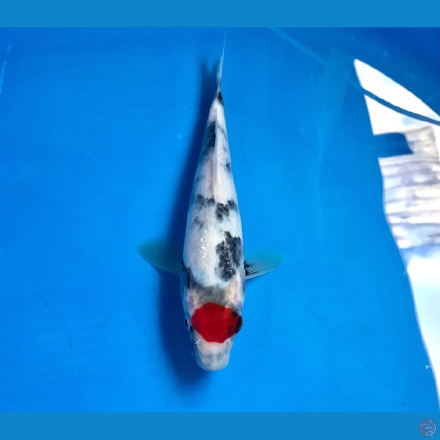 tancho showa 22cm