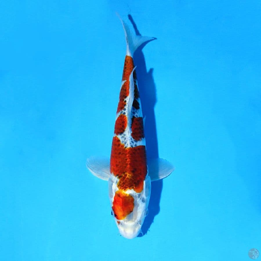 M30CM GOSHIKI ORIGINAL