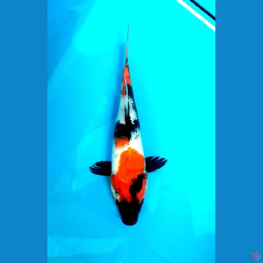showa sanshoku 30cm