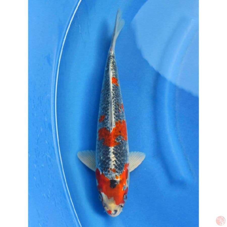Red Beniginga - 33cm