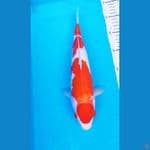 KUHAKU 31 CM / .MALE