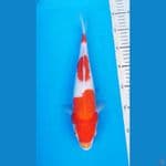 KOHAKU 33 CM / F