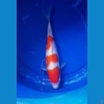 Sisik 3 step merah stong