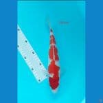 kohakhu 28 cm anti bocor