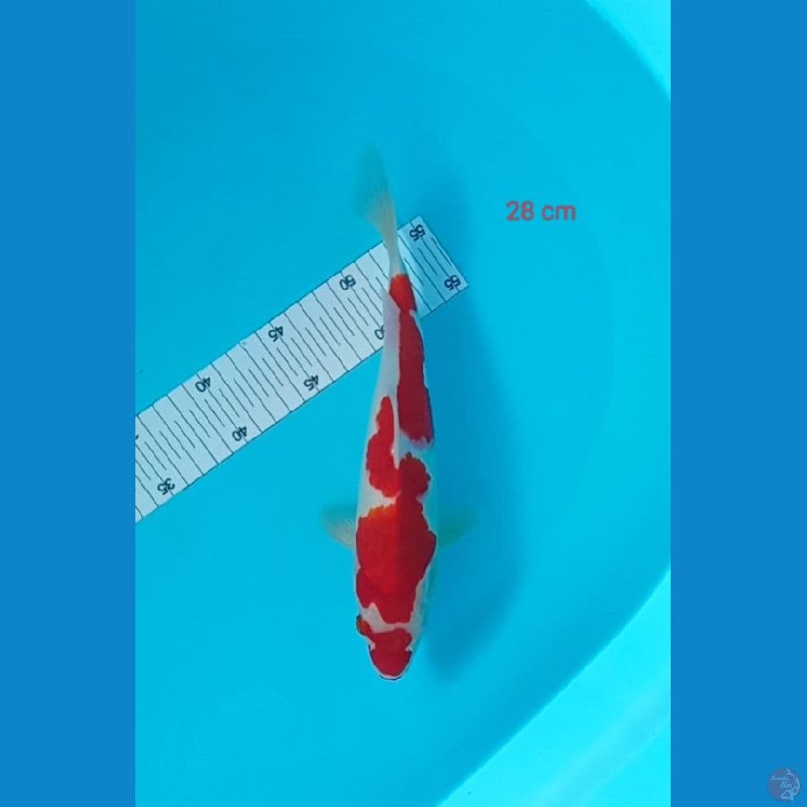 kohaku hinazuma 28 cm strong