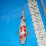 KOHAKU DOITSU TOTOL-TOTOL UNIK