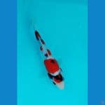 showa ±23cm