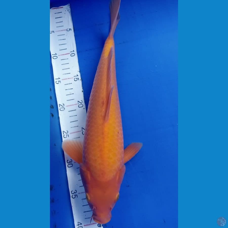 Red karasi
