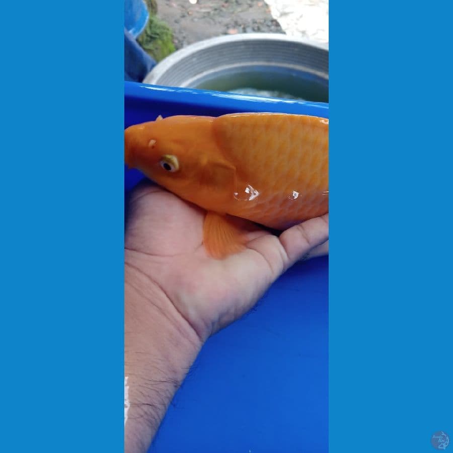 Karamel