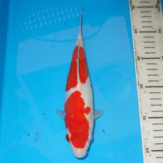 2STEP KOHAKU