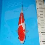 2STEP KOHAKU