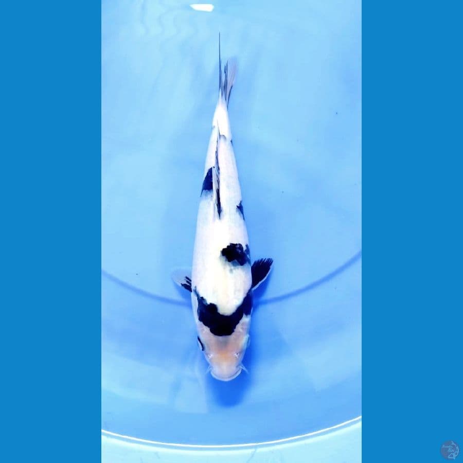 30cm Female