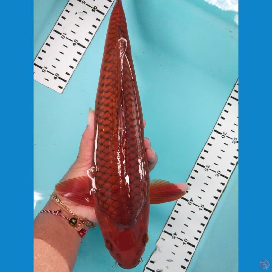 cagoi punuk jantan 35cm