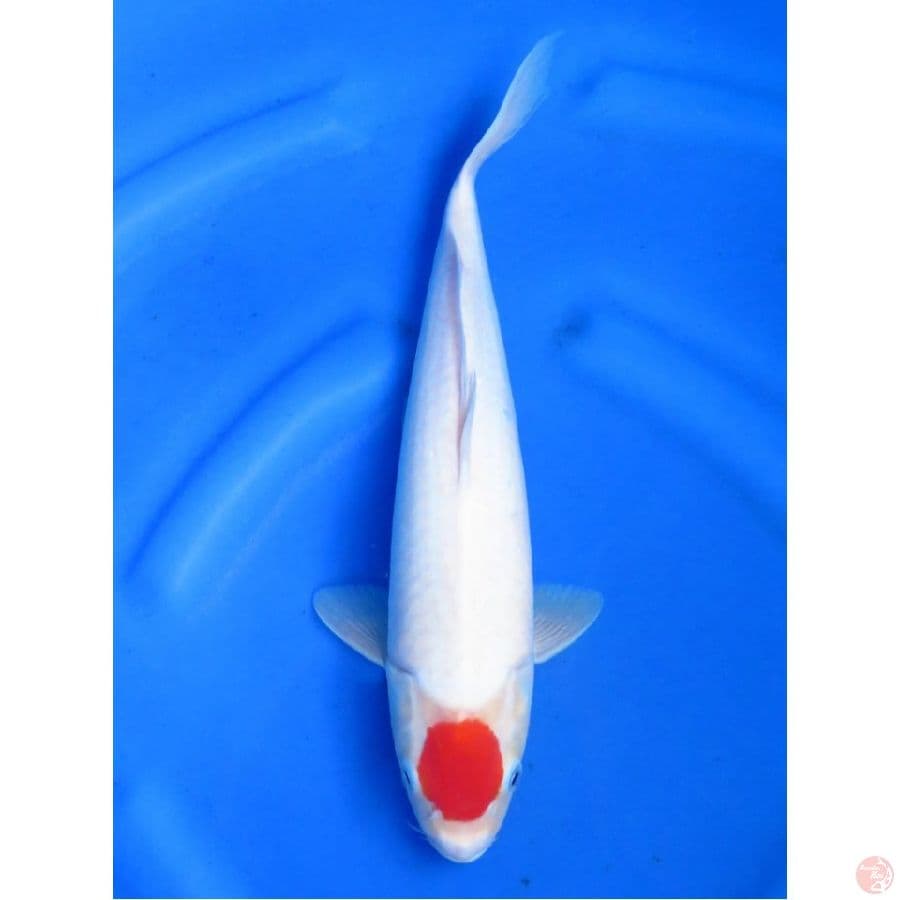 Ori Tancho No Bocor !!, 35cm