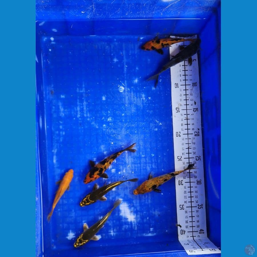 15cm mix