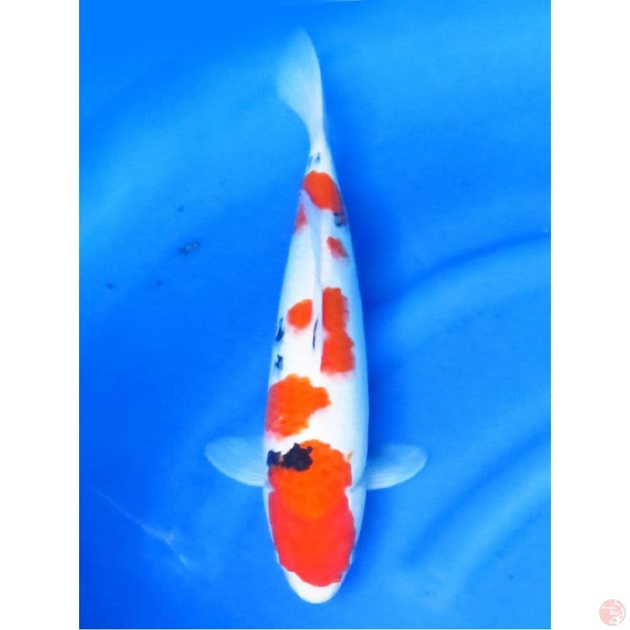 Jumbo Tosai !! Sanke Tsubo Sumi , 37cm