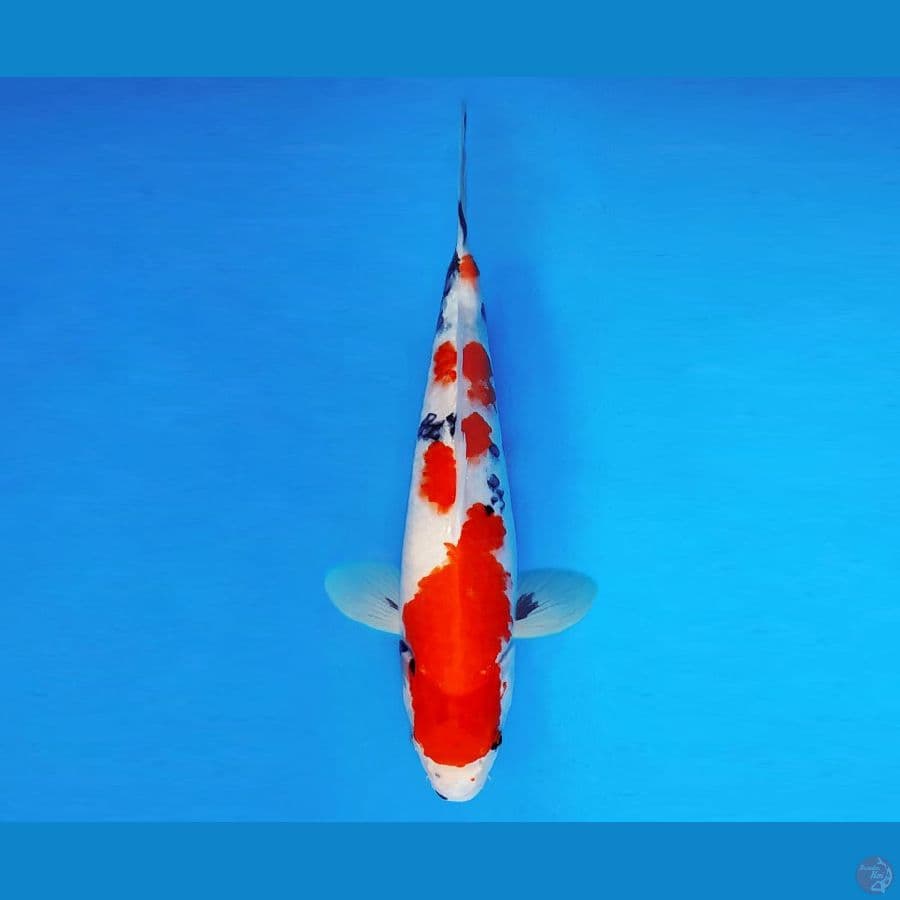 HANAKO 10 - Showa Evo 33 cm/fm ®