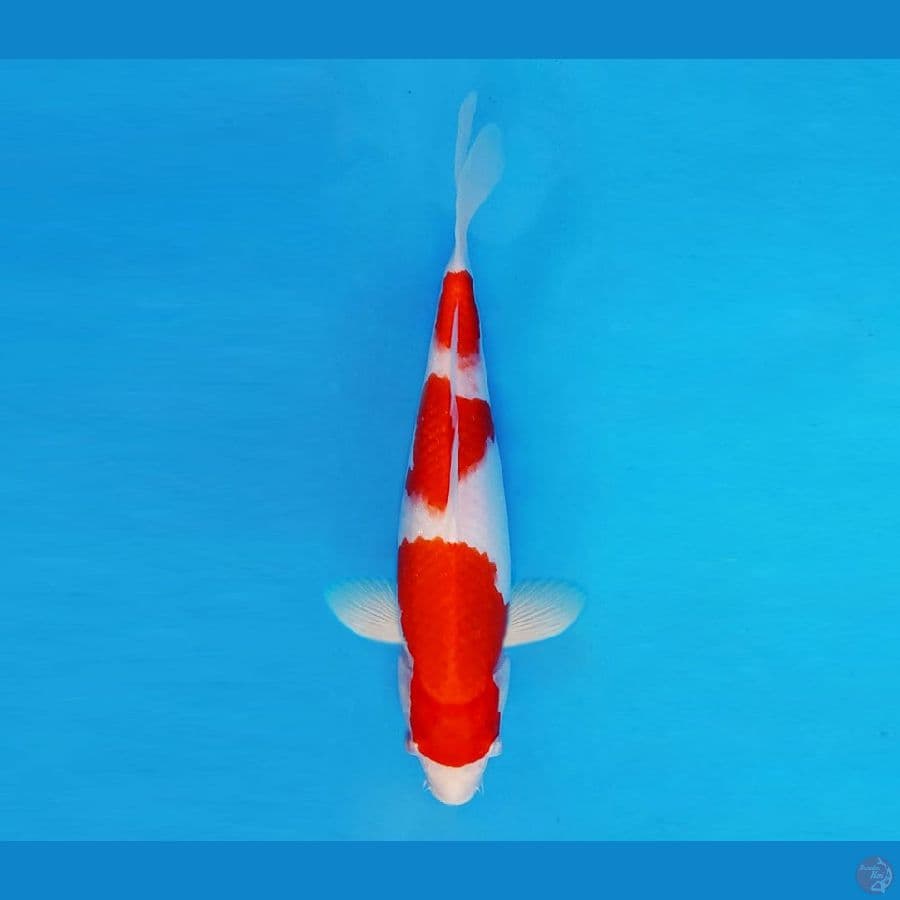 HANAKO 11 - Kohaku 3 Steps 27 cm/fm ™