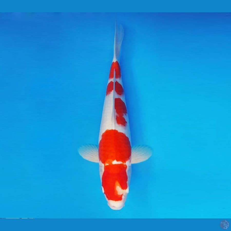HANAKO 15 - Kohaku 39 cm/fm ®