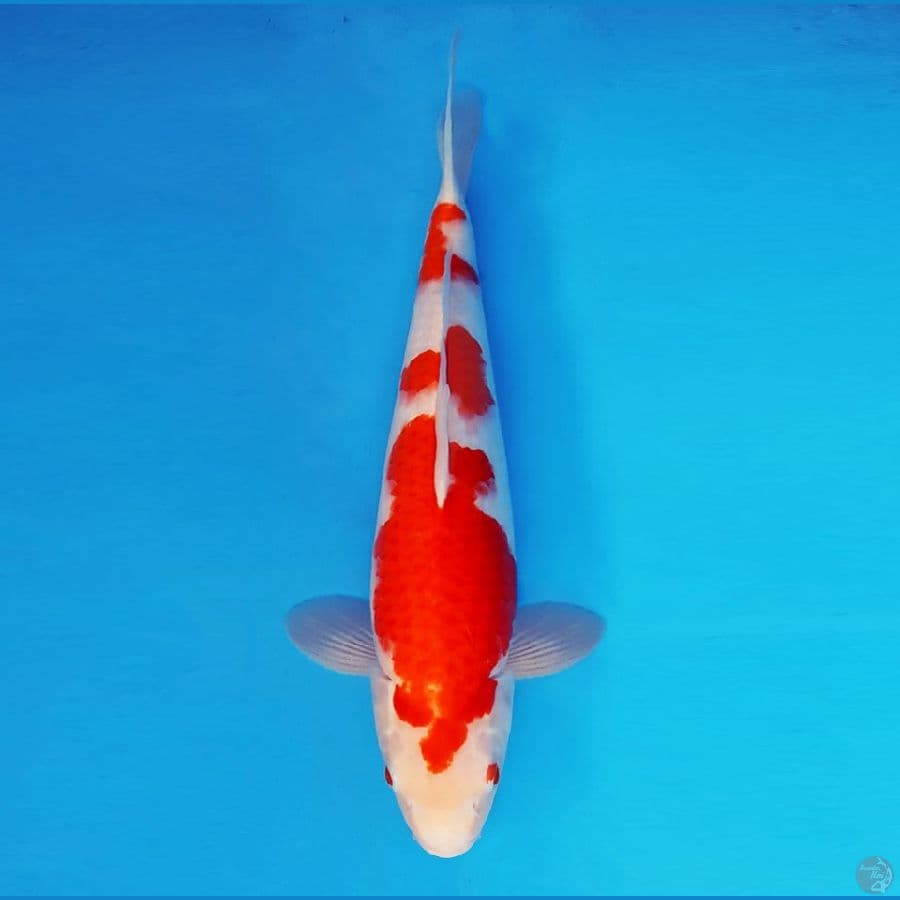 HANAKO 21- Kohaku 38 cm/fm ®