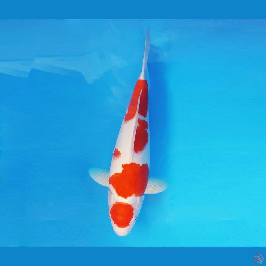 FUJIYAMA 1 - Maruten Kohaku 35 cm/fm ®