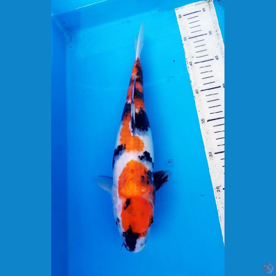 SHOWA 34 CM / F