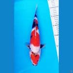SHOWA MARUTEN 29 CM / F