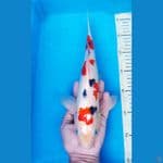 KINDAI SHOWA 33 CM / M