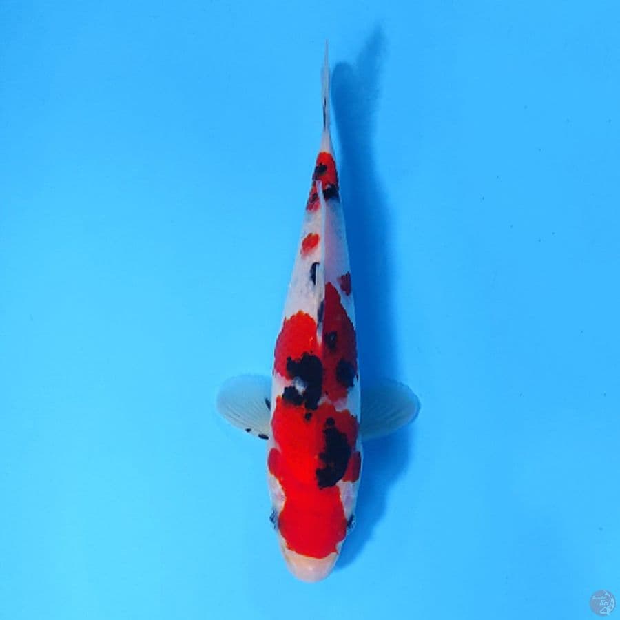 M18CM HQ TAISHO SANKE