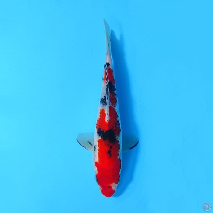 M18CM TAISHO SANKE