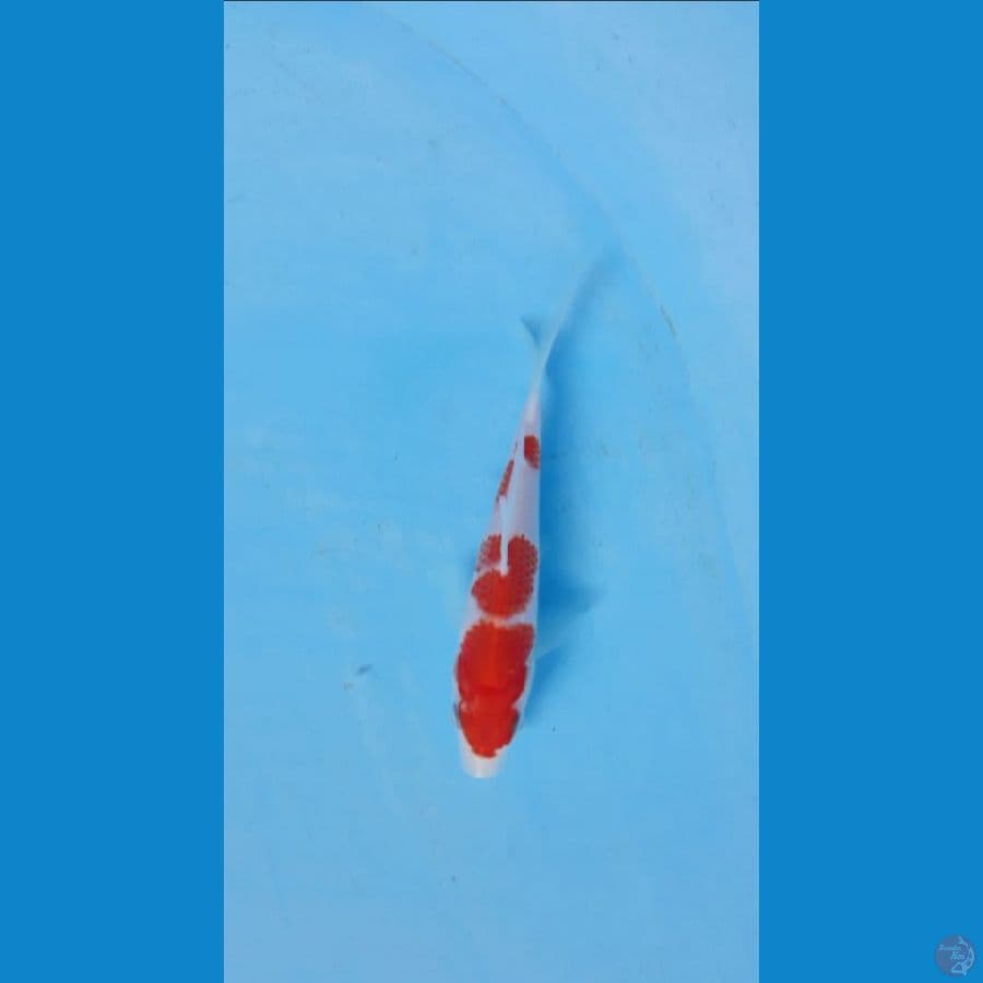 15cm sisik