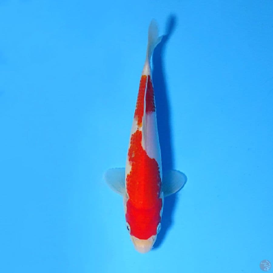 M19CM KOHAKU ORIGINAL