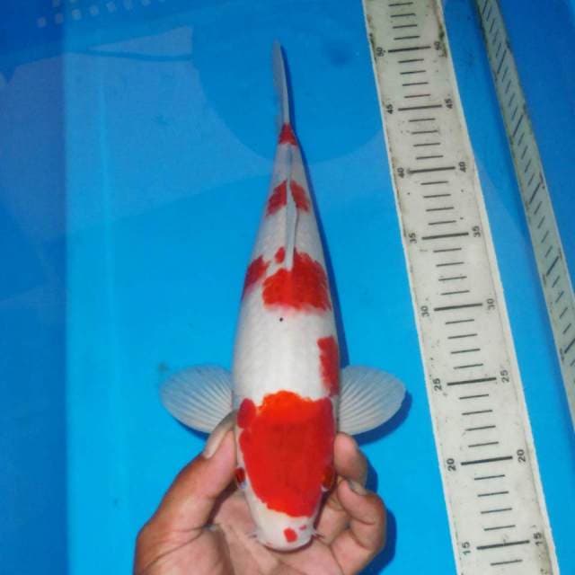 YONDAN KOHAKU OKE