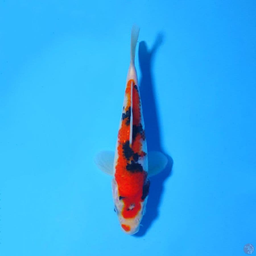 F18CM TAISHO SANKE ORIGINAL