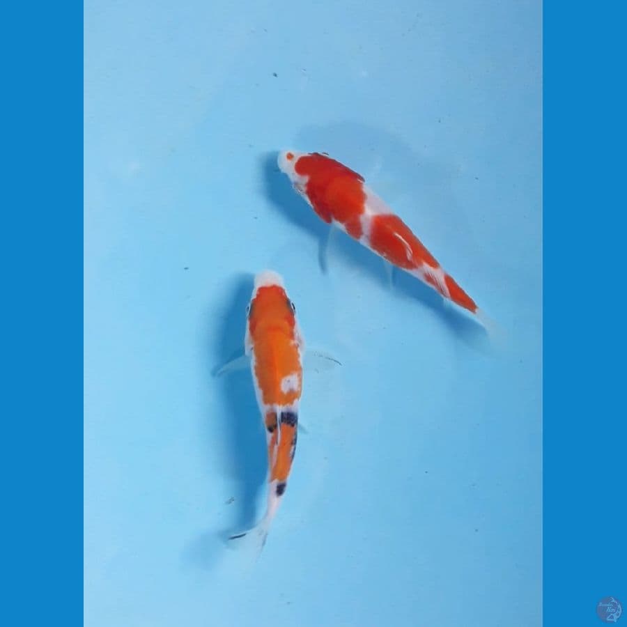 12cm sangke sisik
