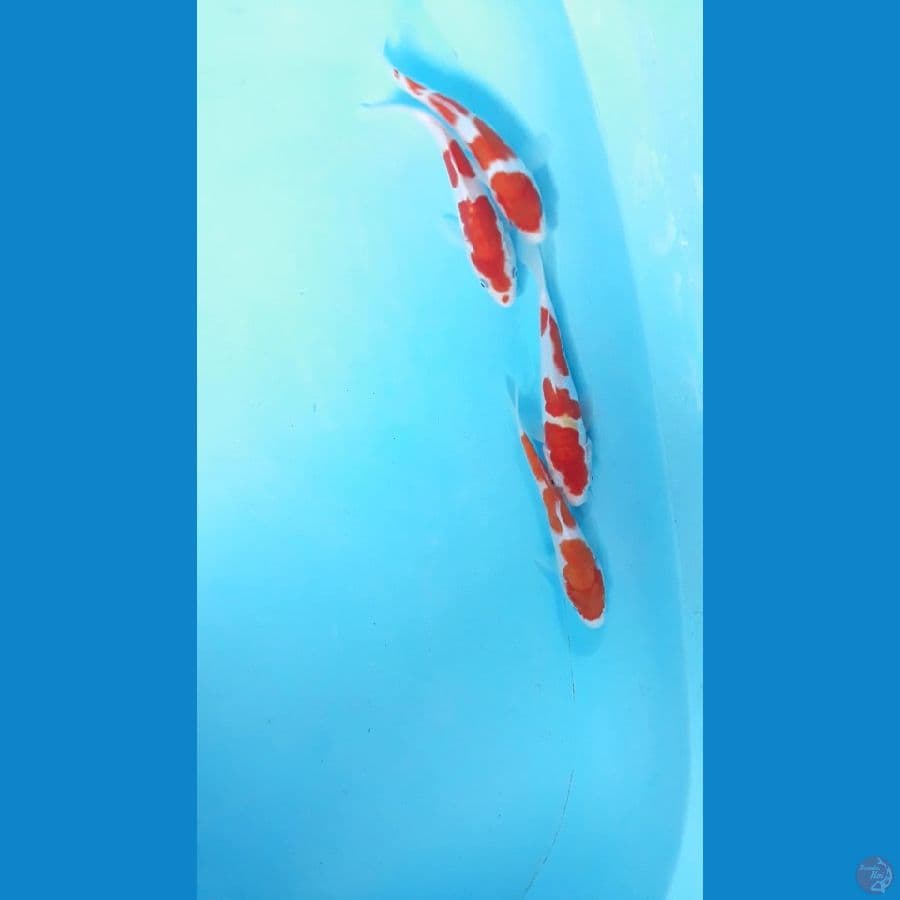 16cm