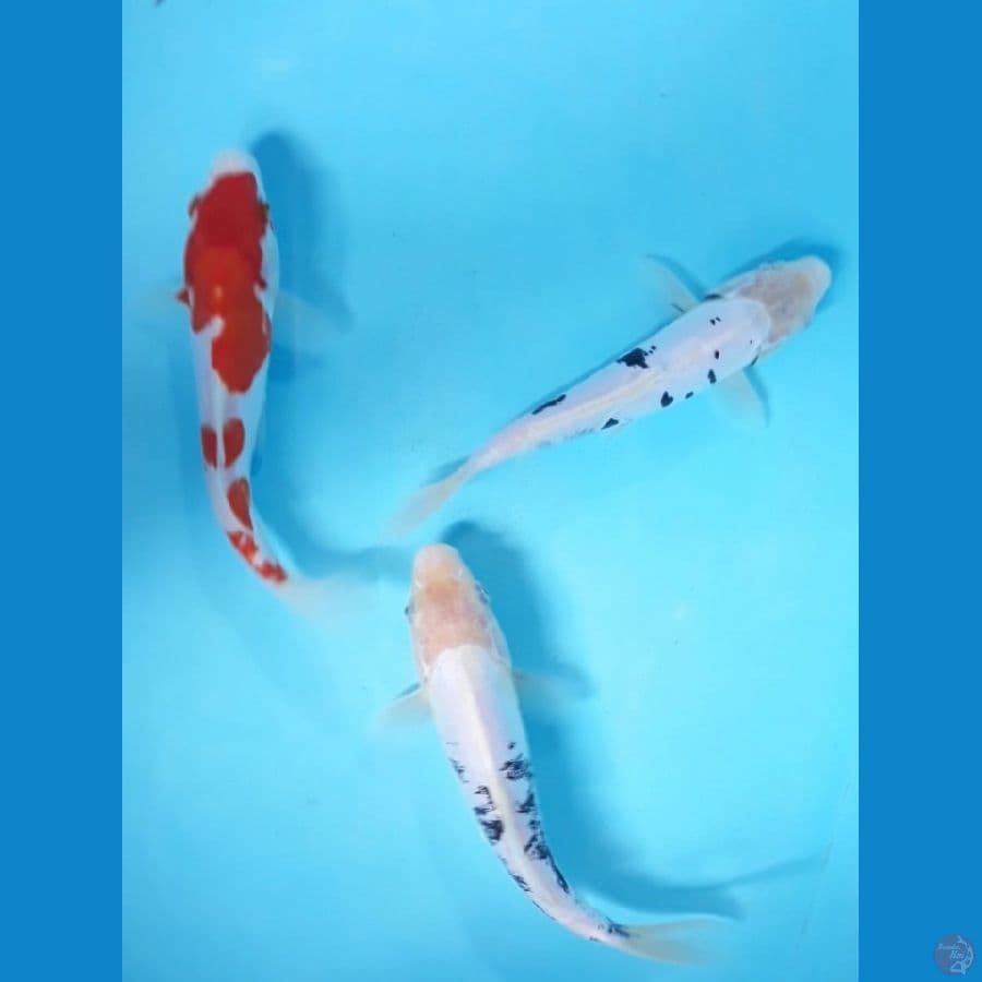 20cm doitsu