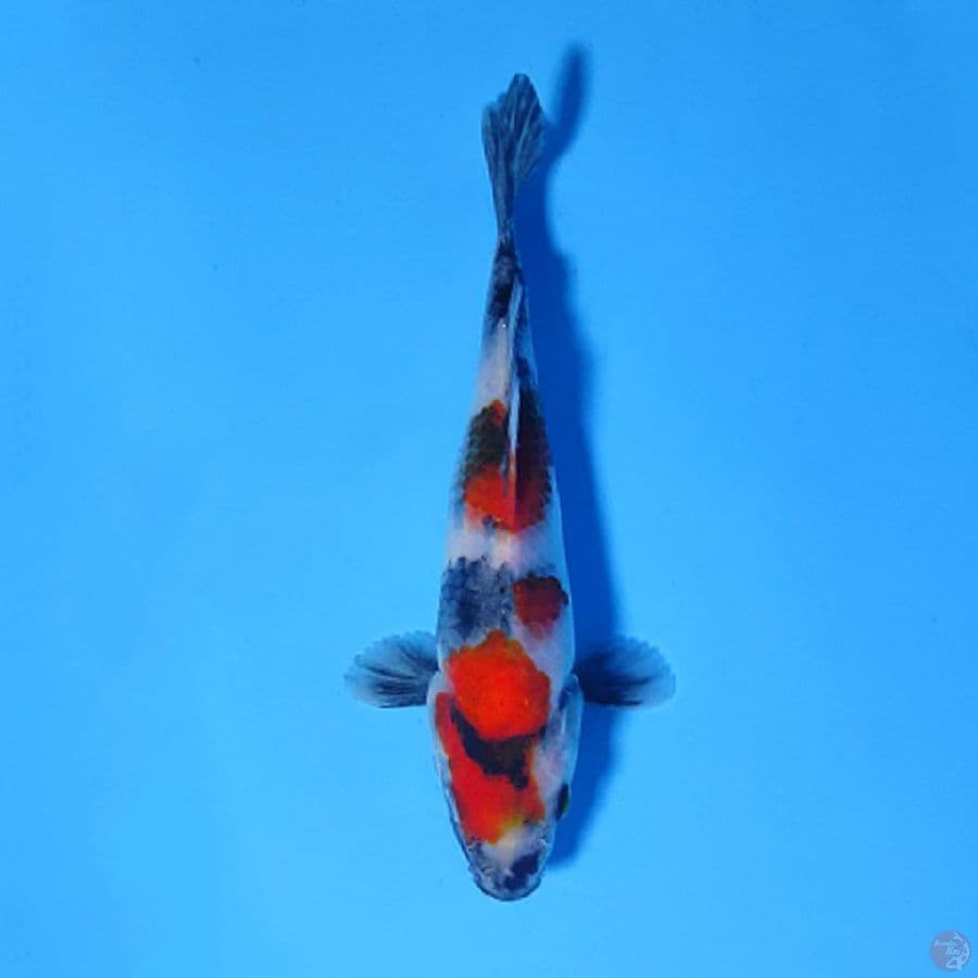 F17CM BABY KINDAI SHOWA 
