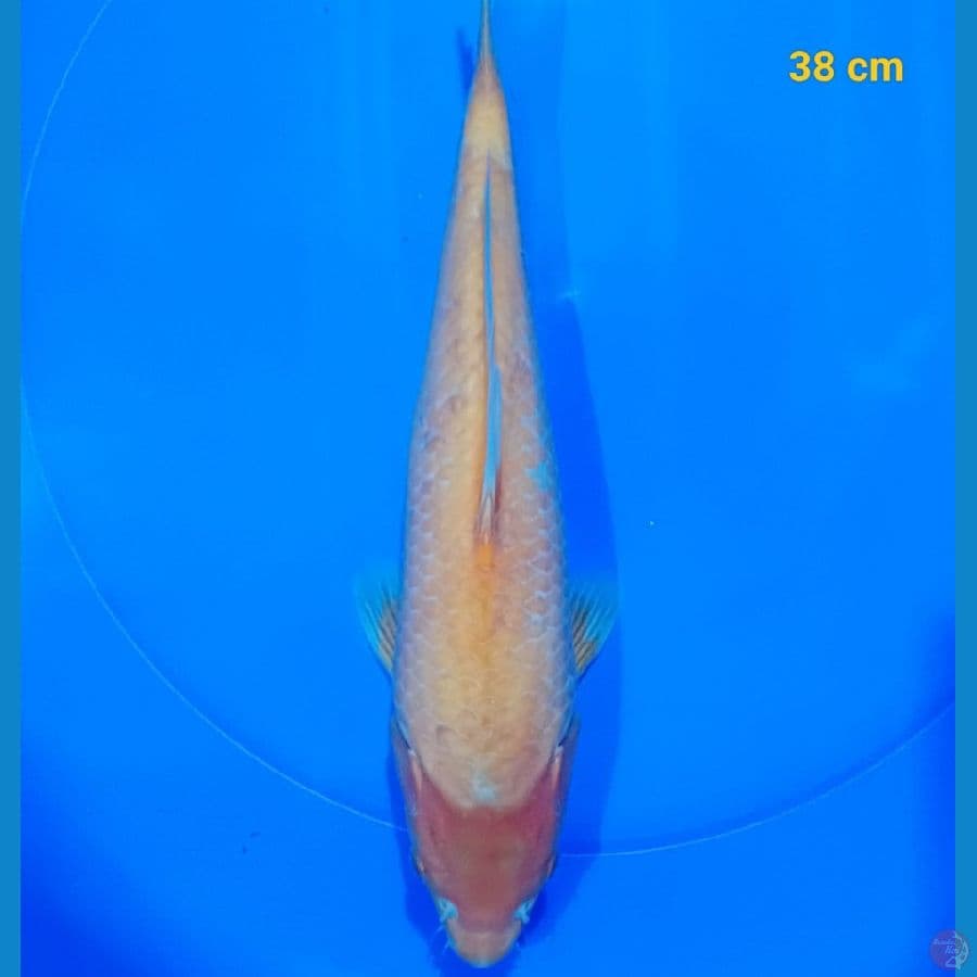 Golden Corn 38 cm