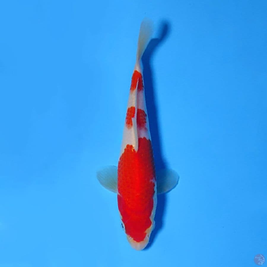F18CM KOHAKU ORIGINAL