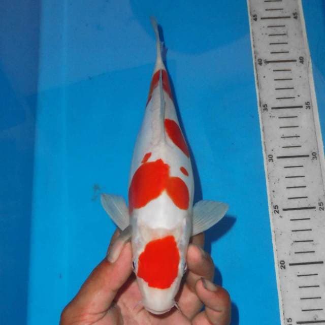 MARUTEN KOHAKU 4STEP