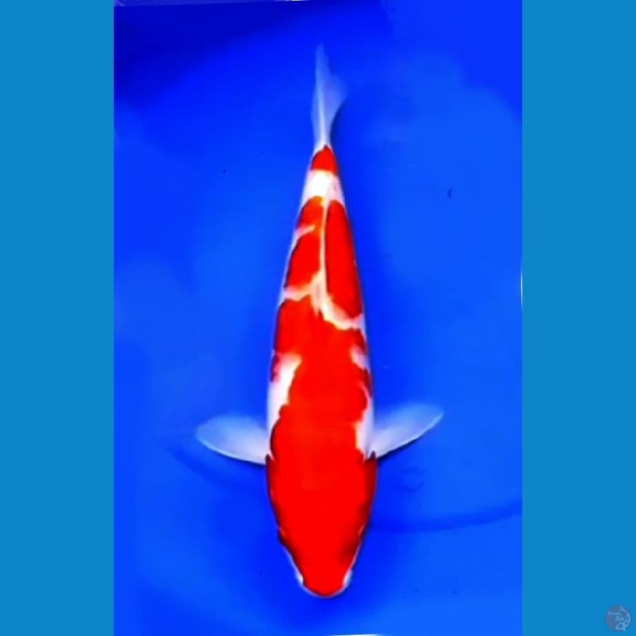 KOHAKU STRONG HQ ( 37cm)