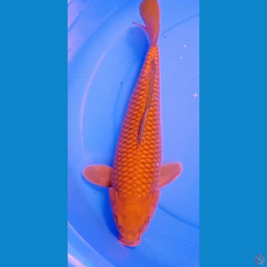 JUMBO CHAGOI BODI BADAK (41cm)