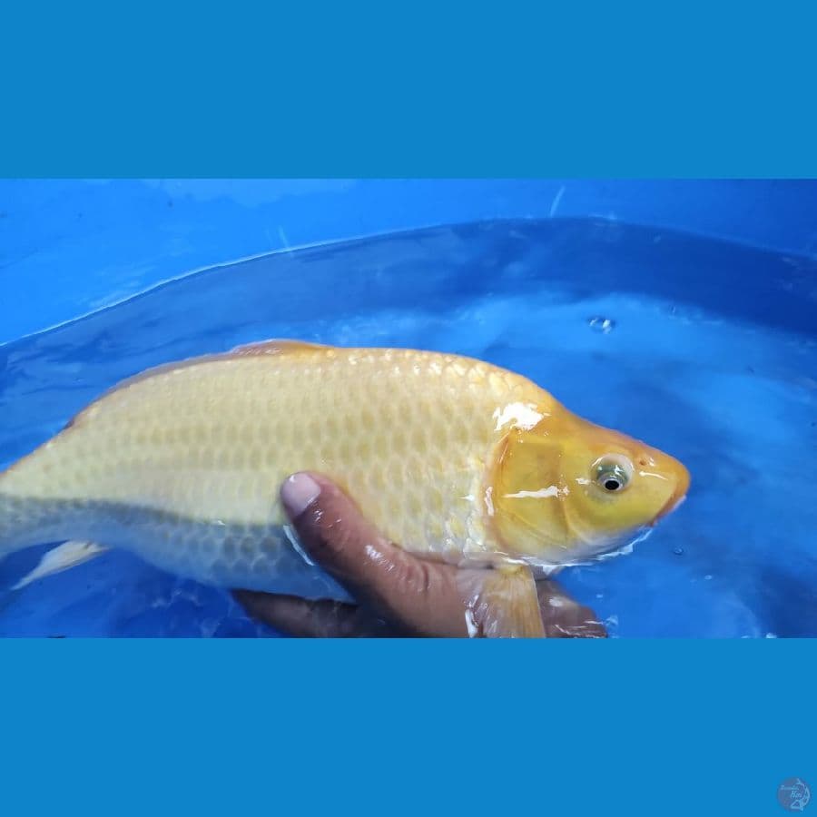 karasi punuk granding 40cm
