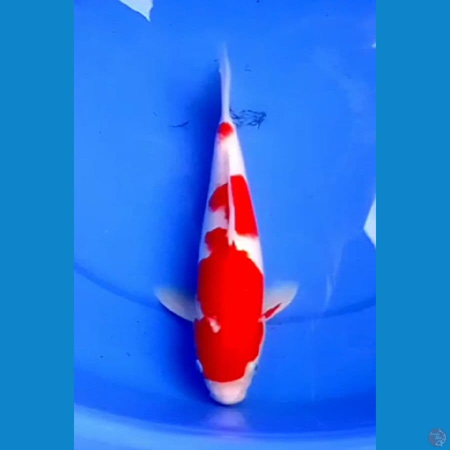 SUPER STRONG KOHAKU (34cm)